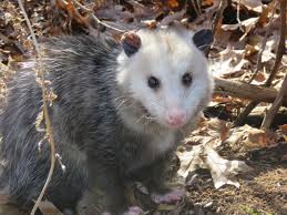 How many hours a day do possums sleep. The Opossum Our Marvelous Marsupial Oakland County Blog