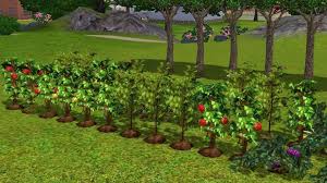 How To Garden In Sims 3 Having A Green