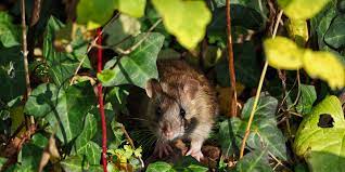 get rid of rodents in your garden shed