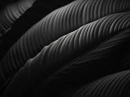 premium photo a feather that is black
