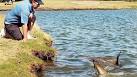 Shark Infested Golf Course! - Haggin Oaks