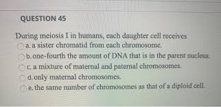 question 45 during meiosis i in humans
