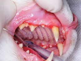 chronic feline gingivostomais