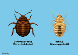 bugs that look like bed bugs know the