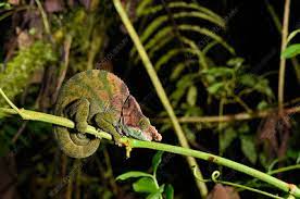 This chameleon is endemic to the island of madagascar where it is known from a number of localities in the central highlands and southeast between tsinjoarivo (f. O Shaughnessy S Chameleon Stock Image C043 9967 Science Photo Library