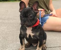 Click to view all of our puppies for sale & make sure to reserve yours today! Elliot Is A Handsome Black And Tan Frenchie His Dad Is Chocolate So He Carries The Chocolate Gene His Mom Is A French Bulldog Puppies Frenchie French Bulldog