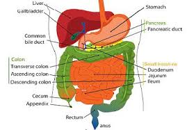 Difference Between Small Intestine And Large Intestine With