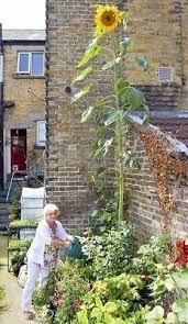 Some cultivars grow as tall as 15 feet with flower heads as wide as 1 foot across; Giant Eiffel Flower Sunflower Imported From Uk 23 Ft Tall Fascinating Story Ebay