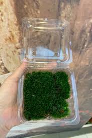 es live carpet moss approx 8x9cm