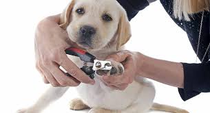 Top 5 best cat nail clippers and trimmers. Best Dog Nail Clippers And Grinders Top Choices And How To Use Them
