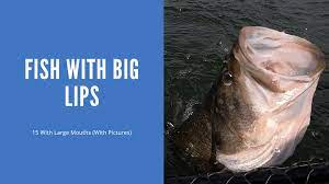 15 fish with big lips with photos
