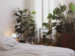 best plants for bedroom air purifiers