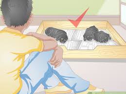 Heat is emitted by the lamp and directed toward the cradle. How To Keep Newborn Puppies Warm And Clean 11 Steps