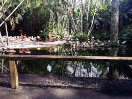 flamingo cafe flamingo gardens davie