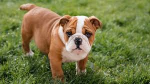 California residents have to pay sales tax on puppies. Three English Bulldog Puppies Stolen After Substance Sprayed In Woman S Face In Essex Uk News Sky News