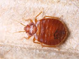 bedbugs living in your carpet