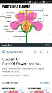 Most flowers have four main parts: Flower 1 Write All The Parts Of A Flower Include A Picture Also 2 Describe The Process Of Brainly In
