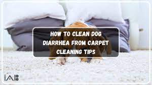 5 tips to clean dog diarrhea from carpet
