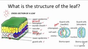 6 2 4 what is the structure of the leaf