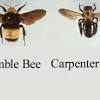 Unlike other common bees, such as honeybees and bumble bees that live in colonies, carpenter bees are. 1