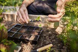 create a permaculture garden step by