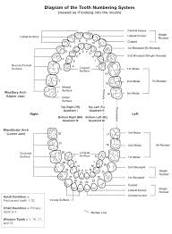 Dental Tooth Numbering Primary Dentition Palmer Letter Chart