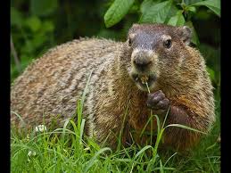 you have a groundhog problem