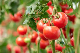 What are the optimum conditions for growing tomatoes?