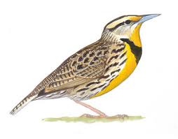 Western Meadowlark | Audubon Field Guide