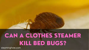 Can A Clothes Steamer Kill Bed Bugs And