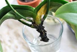 Начини за омекотяване на вода за поливане на орхидеите. Eto Kak Da Vzstanovite Orhideyata Dori Kogato Korenite J Sa Izgnili