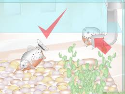 How To Care For Piranhas 10 Steps With Pictures Wikihow