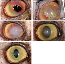 corneal surgery in the cat diseases
