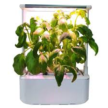 Smart Hydroponics System Herb Vegetable
