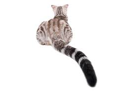 Tails consist of a long column of tiny bones called vertebrae. Cat Tail Language What Your Cat S Tail Is Telling You