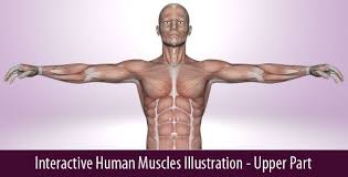 Anterior and posterior views of the human body showing the major muscles. Interactive Human Muscles Illustration By Art101 Codecanyon