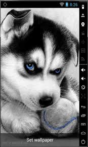 cute husky puppy live wallpaper apk