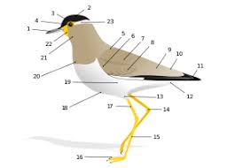 If you want to have one of these birds as a pet, whether it is a small bird or a large bird with slow movement and long life, you must first find out. Glossary Of Bird Terms Wikipedia
