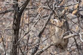 Great Horned Owl Mia Mcpherson S On