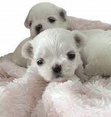 maltese and maltipoo puppies