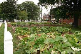 How To Organize A Community Garden Nc