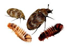 carpet beetle control st albans