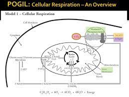 How well do you understand cellular respiration? Pogil Cellular Respiration Ppt Download