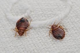 facts about bedbugs when they come out