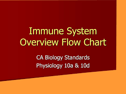 Immune System Overview Flow Chart Ca Biology Standards
