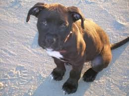 The staffordshire bull terrier is rugged, energetic, and impulsive. List Of Types Of Bullboxers