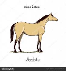 Horse Color Chart On White Equine Coat Colors With Text