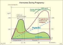 62 Extraordinary Pregnancy Hormones Graph
