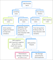 A Flow Chart Indicating Events During The Management Of A