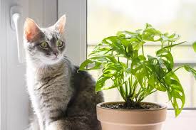 Is Monstera Toxic To Cats How To Keep